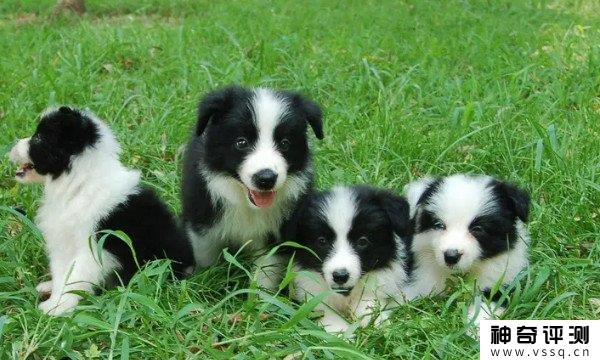 边境牧羊犬是多少钱的纯种幼崽？1500钱一只