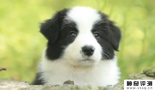一只边境犬的幼崽要多少钱，纯种边牧犬1500元