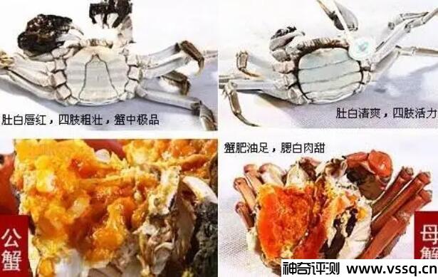 大闸蟹公蟹和母蟹都好吃，10月份吃公螃蟹，9月吃母螃蟹