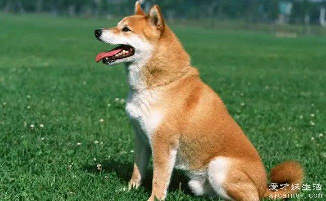 穷人养什么狗最好养 建议穷人养的10种狗（图）