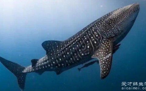 世界上最大的鱼是什么鱼 鲸鲨体型最大(重量可达21吨)