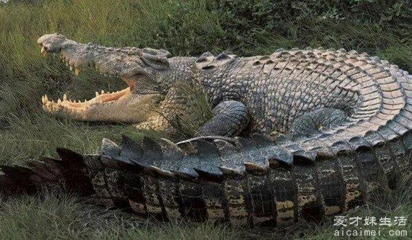 世界十种体型大的鳄鱼，体重超过4900斤，杀伤力强悍