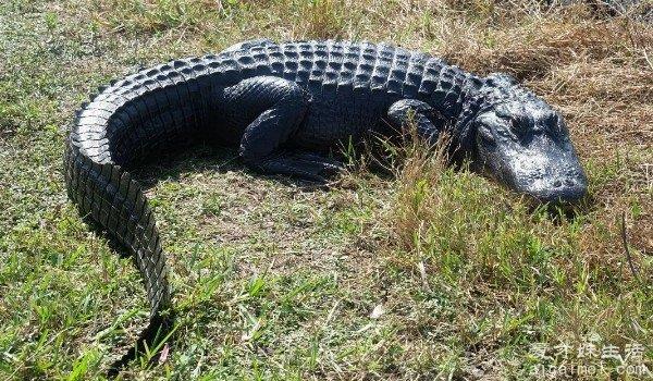 世界上咬合力最强的十大动物 湾鳄咬合力最大可达1900公斤