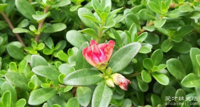 十大野菜排名，营养价值高，可以预防很多疾病
