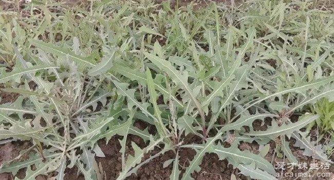 十大野菜排名，营养价值高，可以预防很多疾病