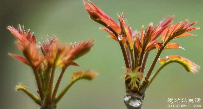 十大野菜排名，营养价值高，可以预防很多疾病