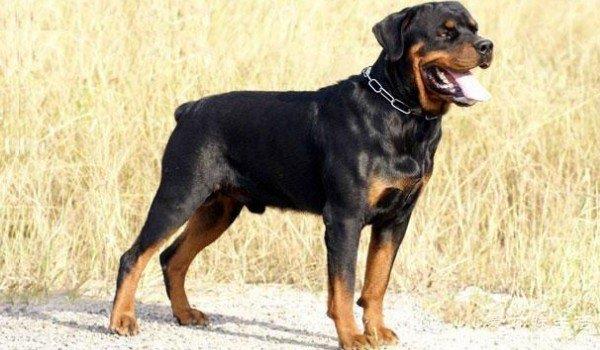 世界最聪明的狗狗排行榜 边境牧羊犬排第一(智商与8岁儿童相似)