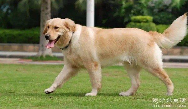 世界最聪明的狗狗排行榜 边境牧羊犬排第一(智商与8岁儿童相似)