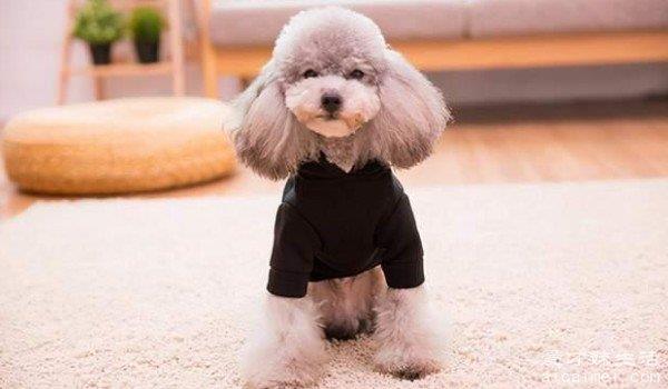 世界最聪明的狗狗排行榜 边境牧羊犬排第一(智商与8岁儿童相似)