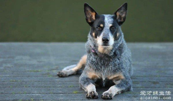 世界最聪明的狗狗排行榜 边境牧羊犬排第一(智商与8岁儿童相似)