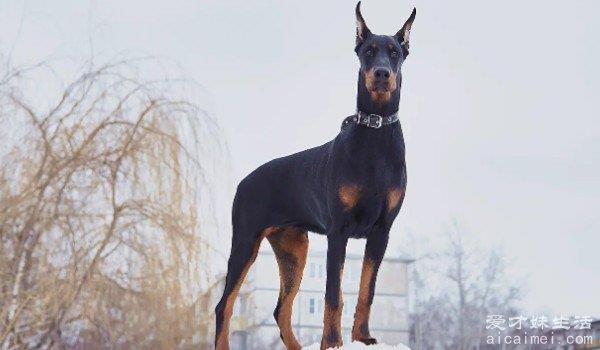 世界最聪明的狗狗排行榜 边境牧羊犬排第一(智商与8岁儿童相似)