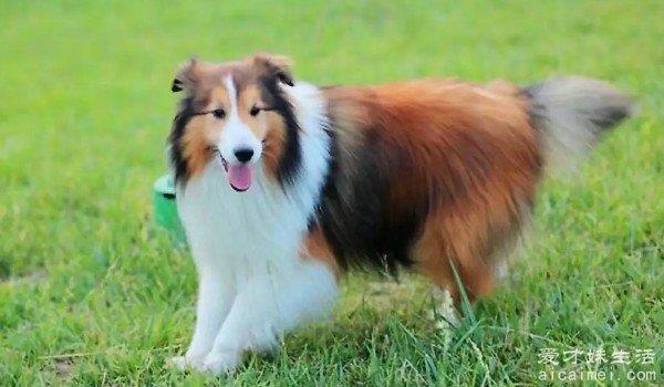 世界最聪明的狗狗排行榜 边境牧羊犬排第一(智商与8岁儿童相似)