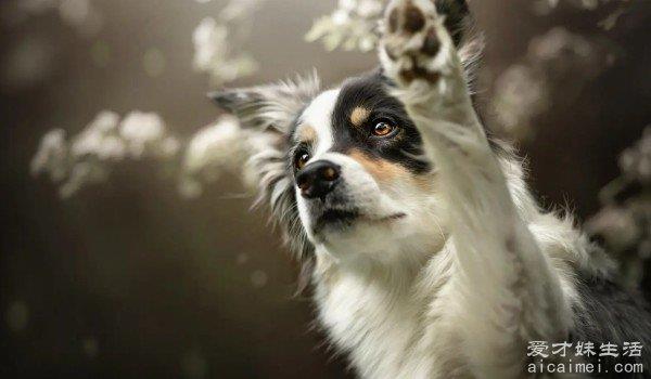世界最聪明的狗狗排行榜 边境牧羊犬排第一(智商与8岁儿童相似)