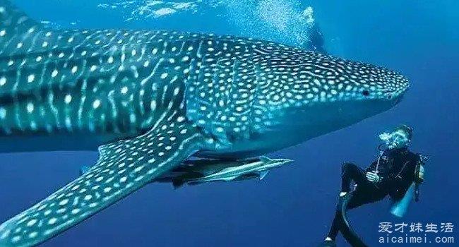 现存世界上最大的鱼类 鲸鲨