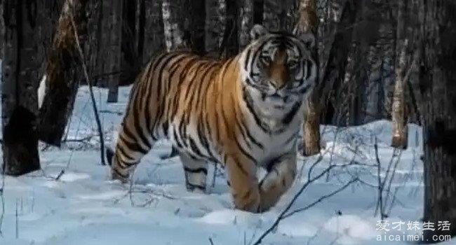 世界上最大的猫科动物 东北虎