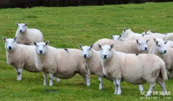 三五成群是什么生肖最准确 生肖第八位羊（三加五得八）