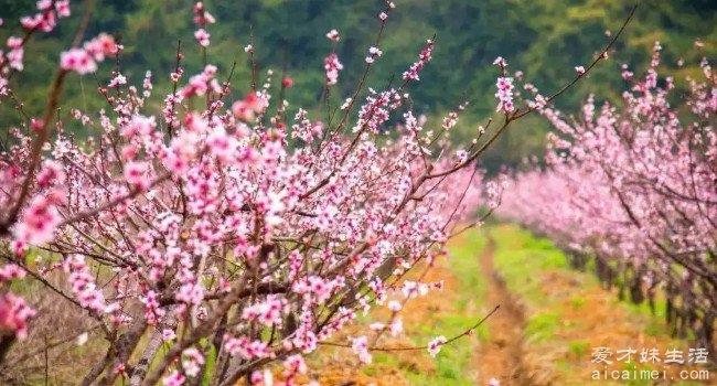 桃花是什么季节开的 每年的三四月份