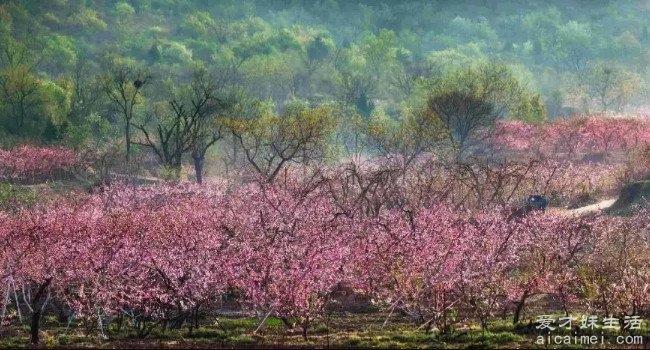 桃花是什么季节开的 每年的三四月份