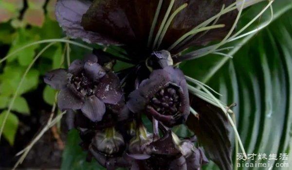 七宗罪对应的七种花图片 罂粟花在国内禁止养殖