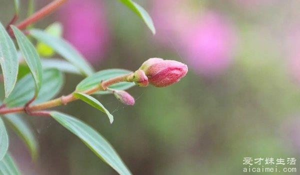 花蕊是花的哪个部位 花朵最中心的位置（图）