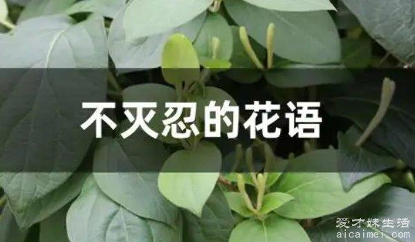 小花仙不灭忍是什么花 属于金银花的一个品种（又名忍冬）