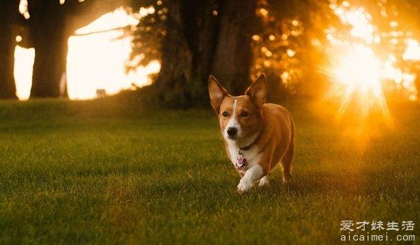 柯基犬价格大概多少钱一只 纯种三千元起（英国女王爱犬）