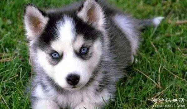 哈士奇幼犬多少钱一只，最低报价1200-4000元
