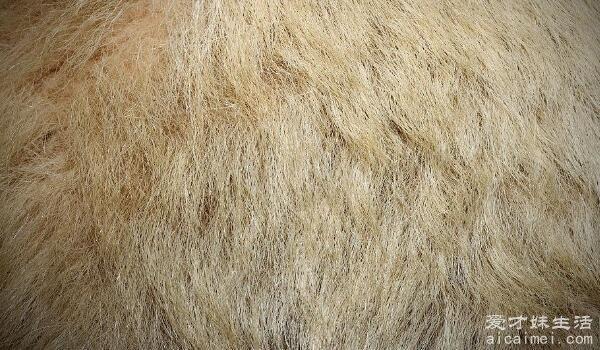北极熊的毛是什么颜色的？科学家告诉你