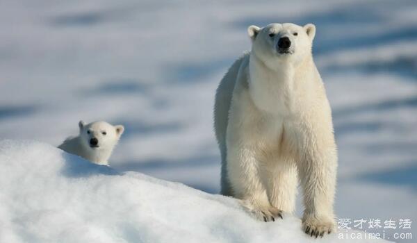 北极熊的毛是什么颜色的？科学家告诉你