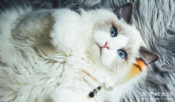 布偶猫价格多少钱一只？为什么这么贵？