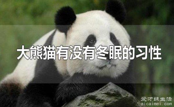 大熊猫其实是一只熊，它只是长得像猫，为什么会成为中国国宝？
