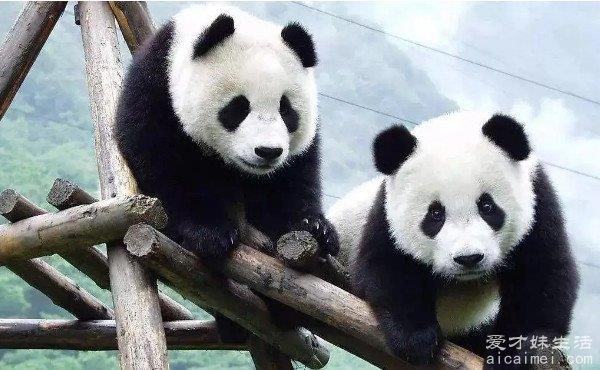 大熊猫其实是一只熊，它只是长得像猫，为什么会成为中国国宝？