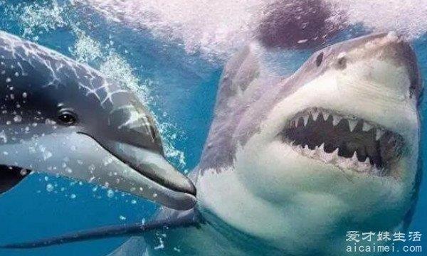 鲨鱼为什么怕海豚，有四种原因(海豚有超声波干扰鲨鱼)