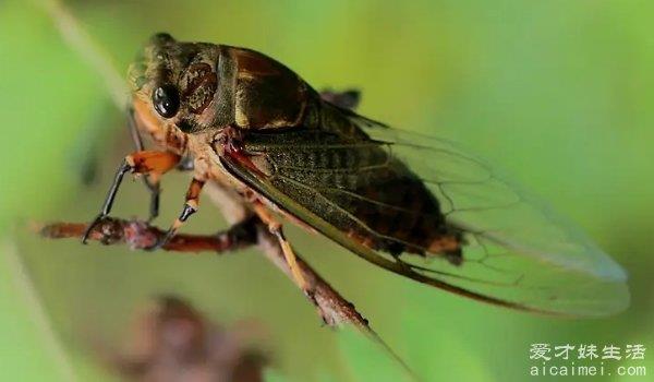 蝉是益虫还是害虫，可用于药材但却是害虫