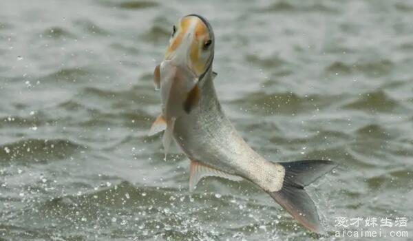鳙鱼和鲢鱼的区别 脑袋大嘴巴宽不是鲢鱼是鳙鱼(看鱼鳞易辨认)