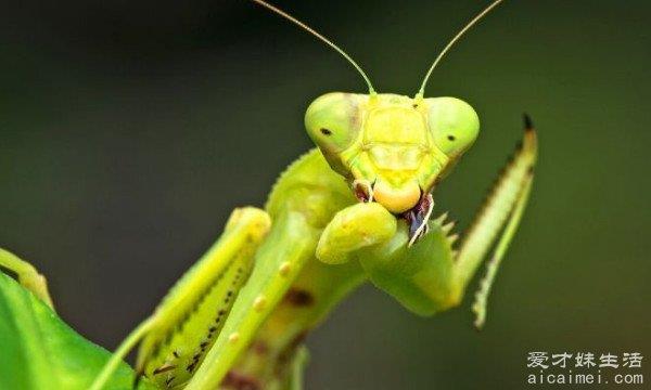 螳螂为什么要吃掉自己的配偶，延续后代和补充营养