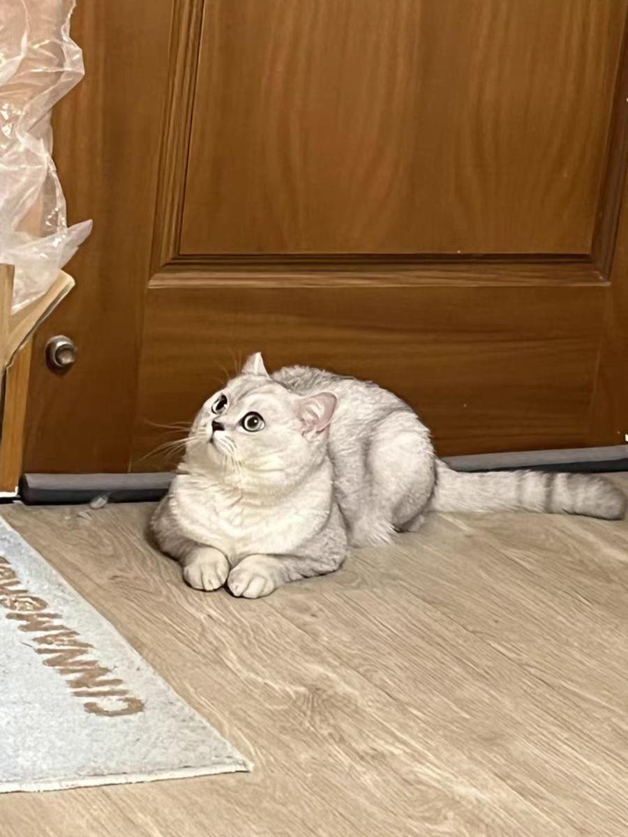 国内猫粮品牌十大排行，许愿仔猫粮排第一