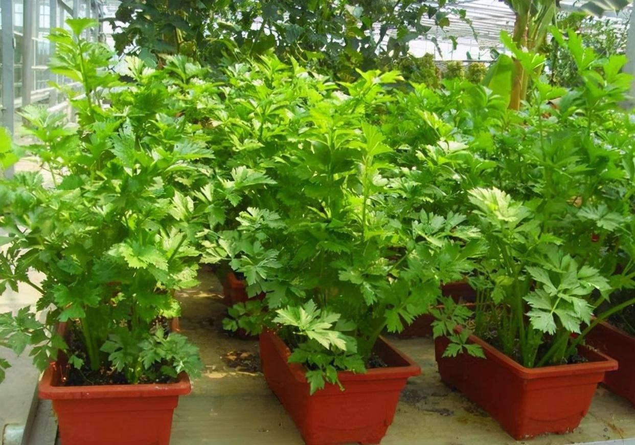 十大最适合冷冻的蔬菜 盘点10种好吃营养高的耐寒绿叶菜