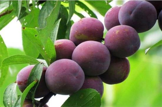 常见的几十种紫色水果 盘点八种营养高的水果