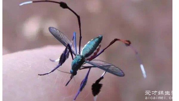 最漂亮的蚊子长什么样 蓝斑天牛(腿上有彩蓝色的羽毛)