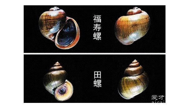 福寿螺和田螺的区别在哪里 有三大区别(外观/繁殖/吃食)