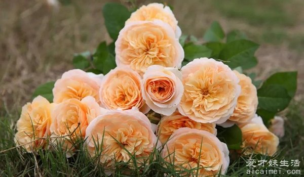 朱丽叶玫瑰多少钱一支 300万英镑（世界第一贵花）