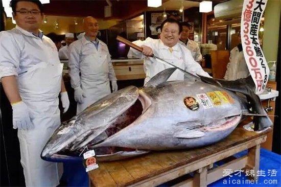 金枪鱼价格现在多少钱一斤？200-600元一斤