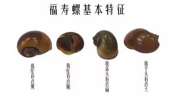 蜗牛能吃吗？福寿螺到底能不能吃？看完你就知道了