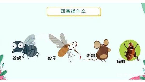 四害是指哪4种 是指苍蝇/蚊子/老鼠/蟑螂(容易传播疾病)