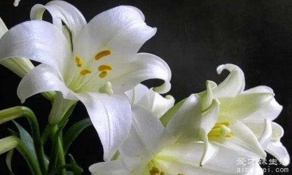 百合花的花语和寓意 三种寓意(白色象征着纯洁/神圣)