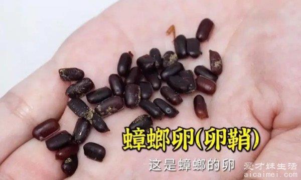 蟑螂怎么消灭最干净彻底的方法 三种方法(肥皂水很有效)