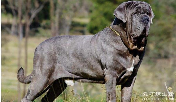 中国十大禁犬 个个凶残容易伤人（藏獒在国内常见）