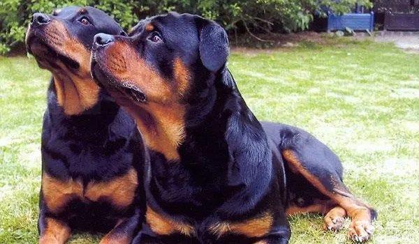 中国十大禁犬 个个凶残容易伤人（藏獒在国内常见）