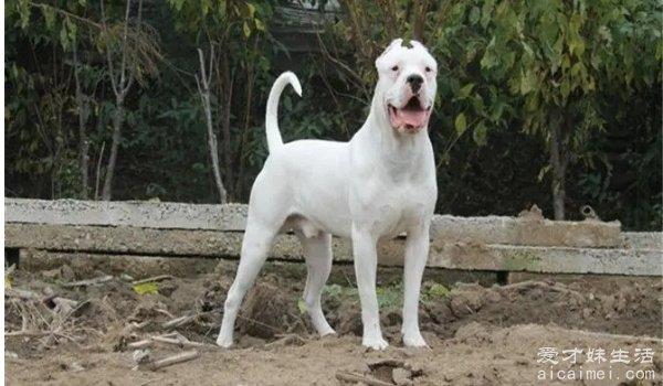 中国十大禁犬 个个凶残容易伤人（藏獒在国内常见）